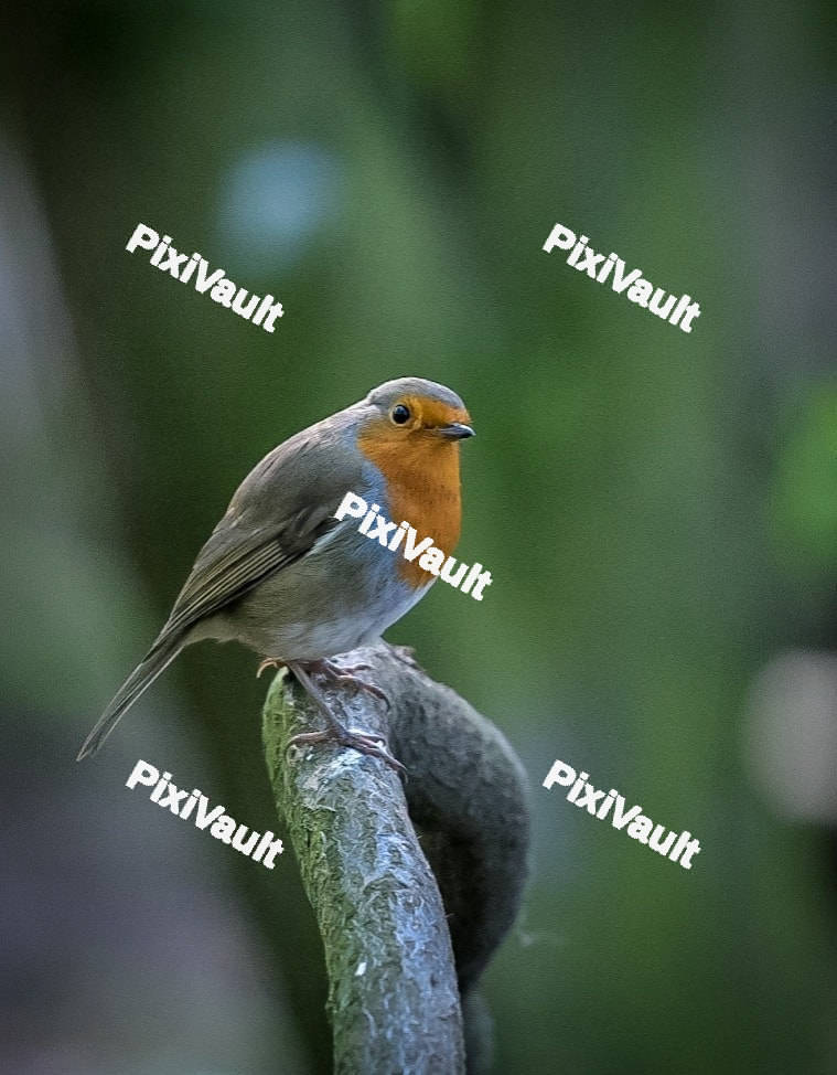 European Robin